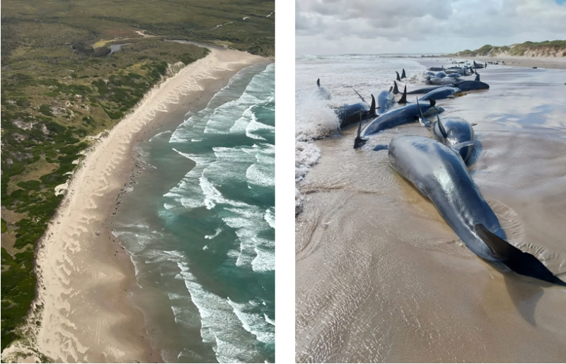 Τασμανία: Ευθανασία για 90 φάλαινες - Απέτυχε η επιστροφή τους στον ωκεανό