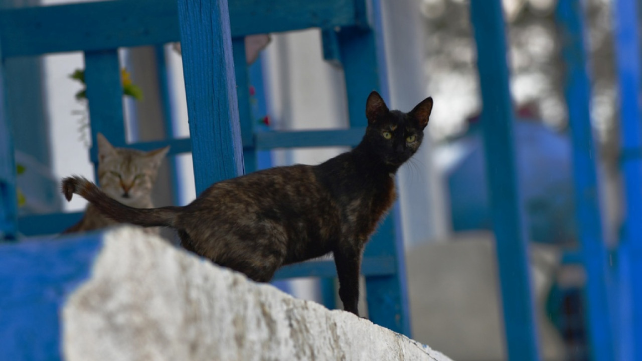 Θεσσαλονίκη: Πρώην αστυνομικός ο 56χρονος που δηλητηρίαζε γατιά