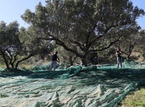 Τι γίνεται με την συνεργασία Δήμου Ηρακλείου και ΚΕΘΕΑ για τα δημοτικά ελαιόδεντρα