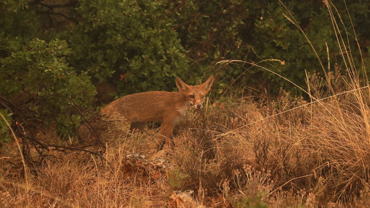 Υπουργείο Αγροτικής Ανάπτυξης: Ξεκίνησε ο εμβολιασμός αλεπούδων κατά της λύσσας