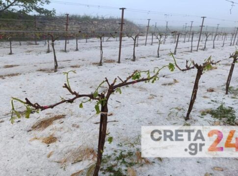 «Αμπέλια… είχαμε!» – Ολοκληρωτική καταστροφή στις καλλιέργειες από την σφοδρή χαλαζόπτωση στη Μεσαρά