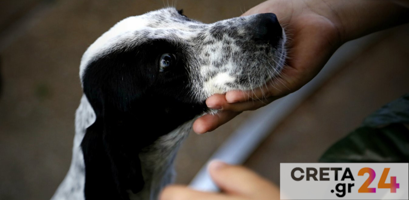 Αυτό θα είναι το νέο καταφύγιο ζώων του δήμου Χανίων