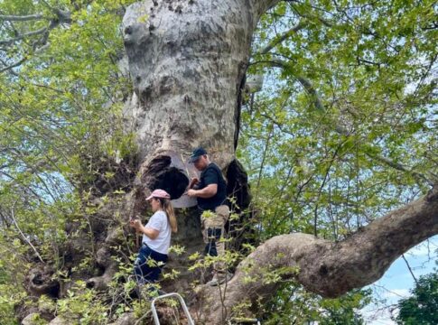 Αυτοψία στον μνημειακό πλάτανο του Κρασίου