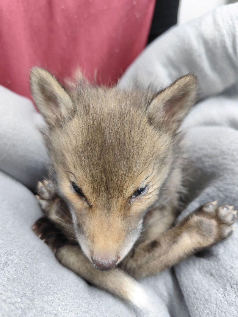 Αλεπουδίτσα έπεσε από βράχο στην Κυψέλη – Δίνει μάχη για να ζήσει