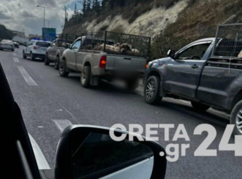 Αμνοερίφια… προκάλεσαν αναστάτωση και κυκλοφοριακό “έμφραγμα” στον ΒΟΑΚ (βίντεο – εικόνες)