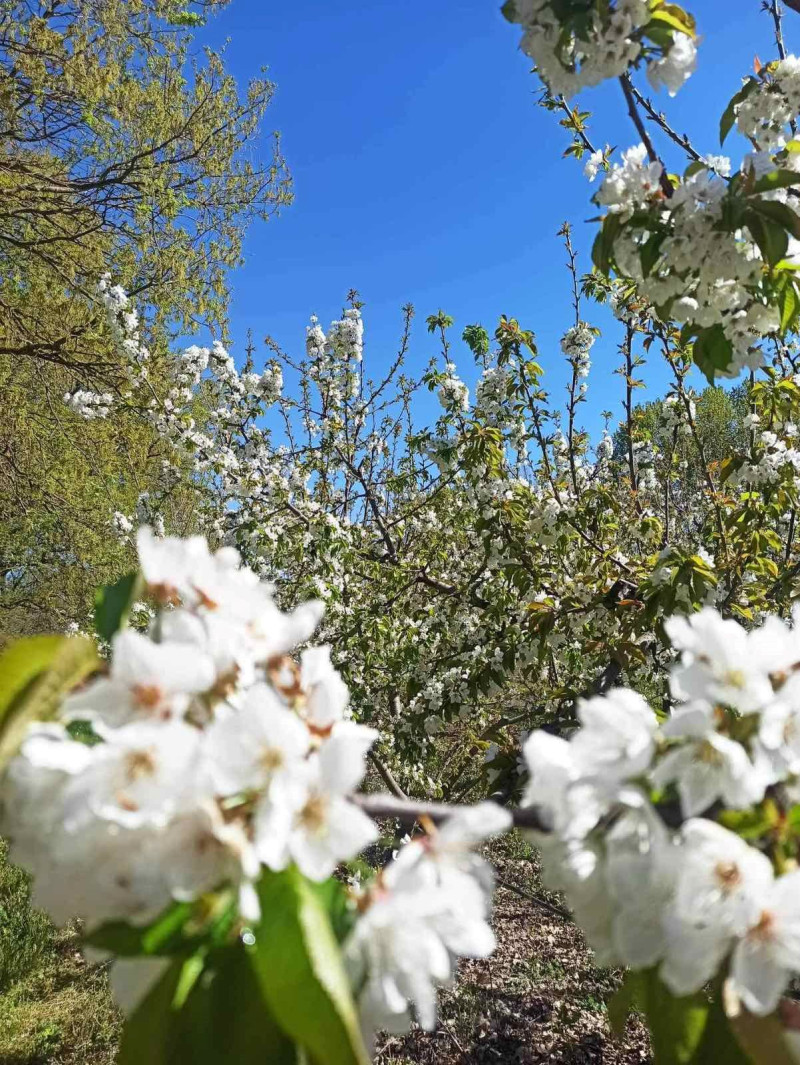 πελλα κερασιες