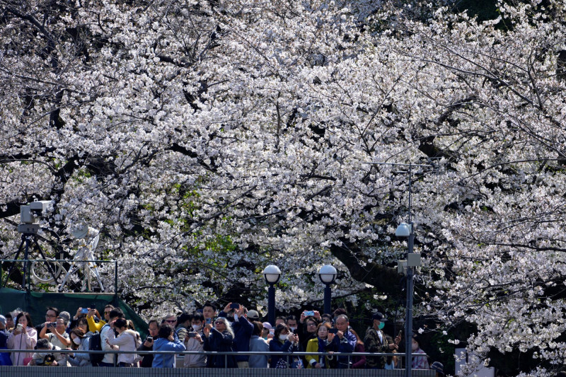 τοκιο ανθισμένες κερασιες