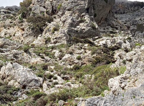 Απομακρύνονται τα αιγοπρόβατα από τα πρανή στο Φαράγγι Κουρταλιώτη
