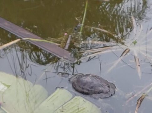 Εικόνες ντροπής στο κέντρο των Χανίων: Νεκρές χελώνες και σκουπίδια στη λίμνη του Πάρκου Ειρήνης και Φιλίας