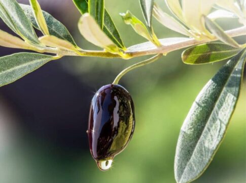 Εκδήλωση για την Ανάπτυξη του Ελαιοτουρισμού στην Π.Ε. Χανίων