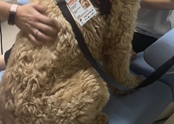 Επίσημη πρώτη για το πρόγραμμα «Παρέα με Ουρά» στο Νοσοκομείο Μεταξά