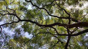 Εργασίες κλαδέματος σε περιοχές του Δήμου Χανίων την Παρασκευή 25 Απριλίου