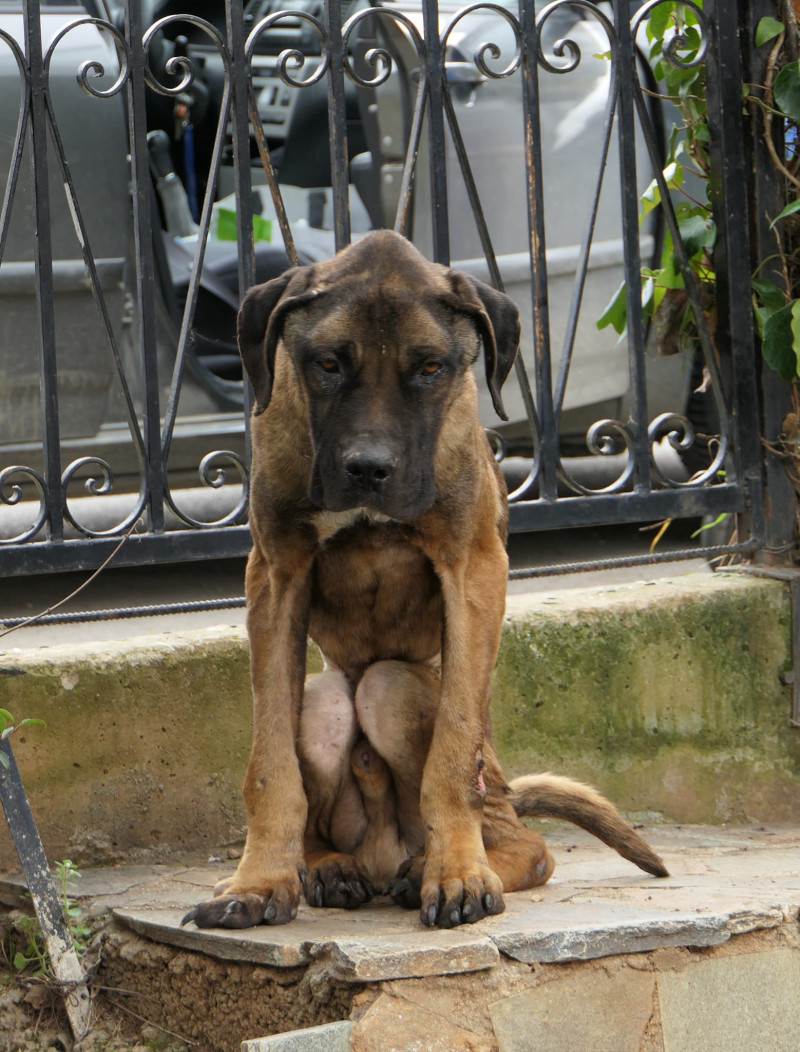 Σκύλος Νίκος