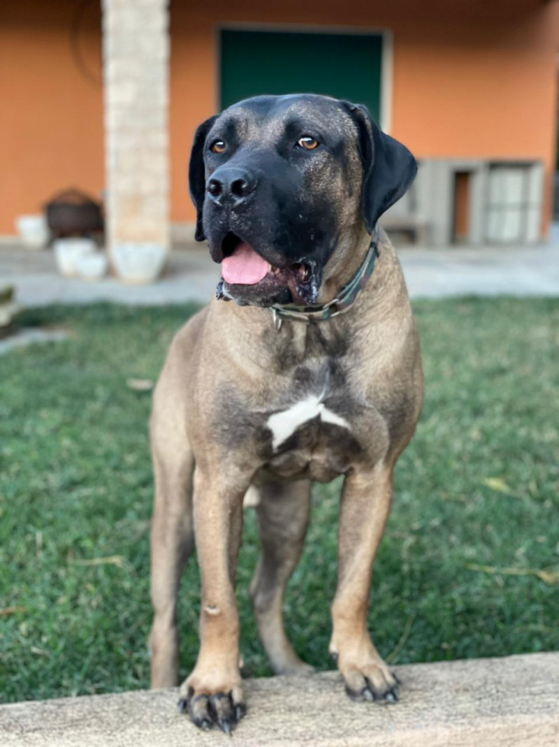 Σκύλος Νίκος