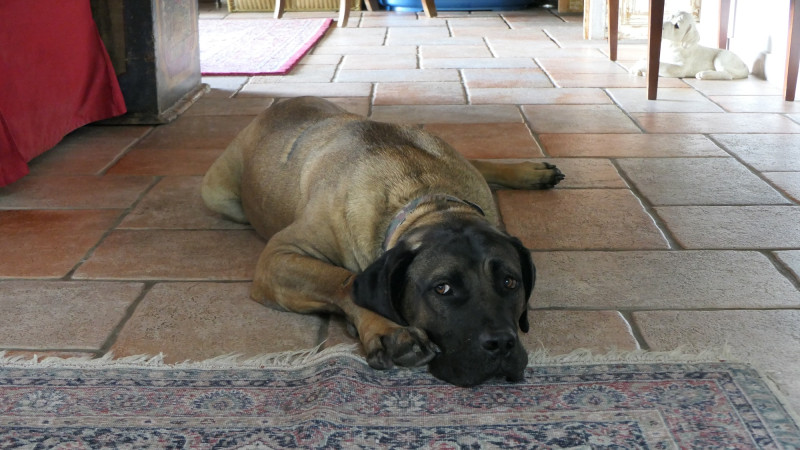 Σκύλος Νίκος