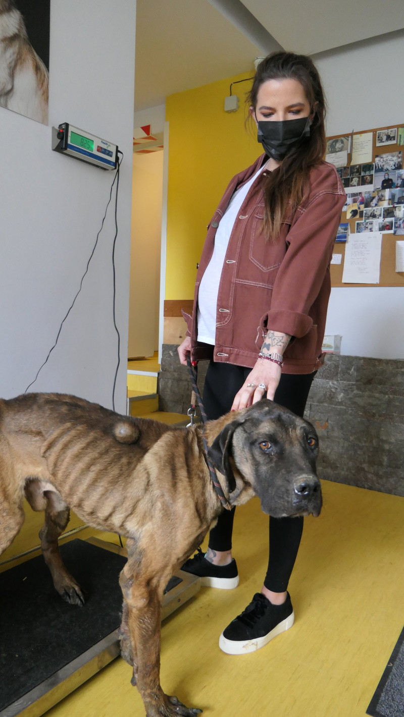 H Εριέττα Κούρκουλου Λάτση στο skai.gr για την Παγκόσμια Ημέρα Αδέσποτων Ζώων: " H ατιμωρησία διαιωνίζει το πρόβλημα"