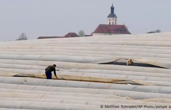 Εργάτης σε χωράφι σπαραγγιών Γερμανίας