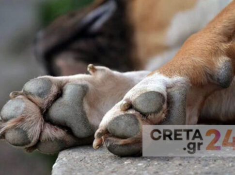 Ηράκλειο | Υπέφεραν τα σκυλιά στο ποιμνιοστάσιο – Χειροπέδες στον ιδιοκτήτη