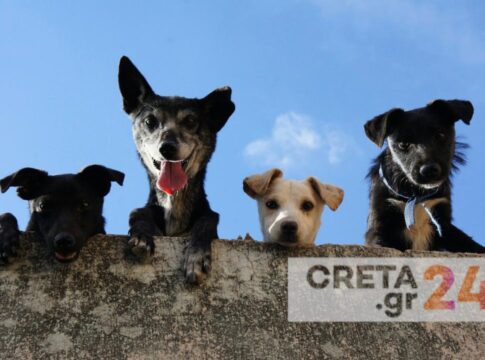 Ηράκλειο | Υπερπλήρες το δημοτικό κυνοκομείο – Τι θα γίνει με τους εθελοντές και πότε θα αποκτήσει ξανά κτηνίατρο