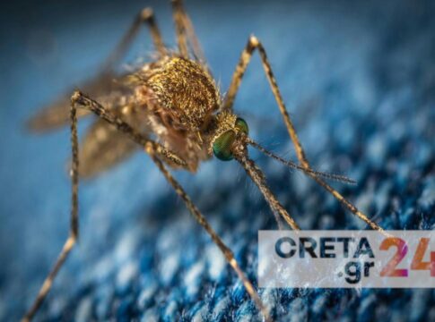 Κρήτη: Ένα app στη μάχη κατά των κουνουπιών