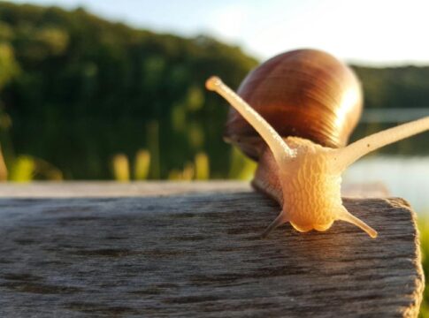 Κρήτη: Συντονισμένη επιχείρηση… απελευθέρωσης σαλιγκαριών