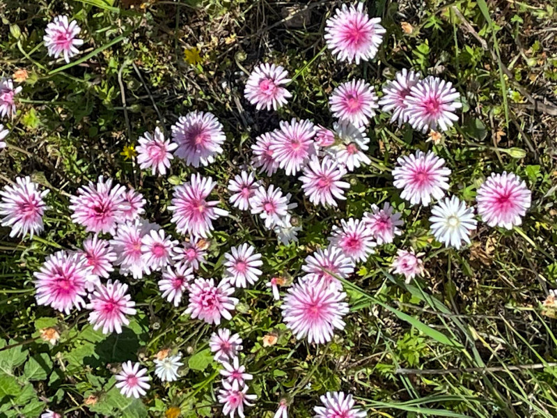 λεσβος λουλουδια