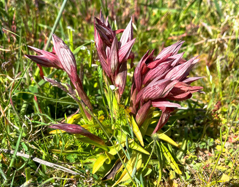 λεσβος λουλουδια