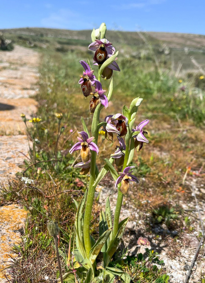 λεσβος λουλουδια