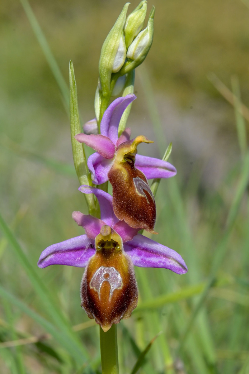 Ορχιδέα της Λέσβου: Η Ophrys lesbis άρχισε να ανθίζει στο Απολιθωμένο Δάσος