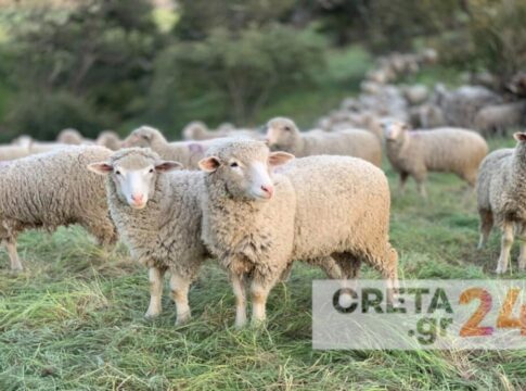 Σε απόγνωση κτηνοτρόφος στο Ηράκλειο – Του έκλεψαν 250 πρόβατα λίγο πριν το Πάσχα