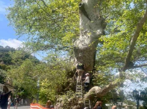 Συνεχίζονται οι έλεγχοι και οι παρεμβάσεις για τον μνημειακό πλάτανο στο Κράσι
