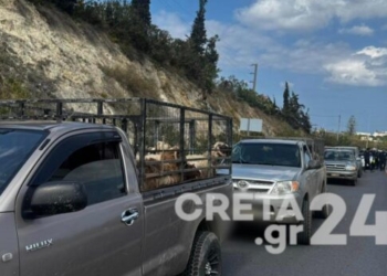 Το κυκλοφοριακό «έμφραγμα» στον ΒΟΑΚ, τα φορτωμένα αγροτικά με αμνοερίφια και οι έλεγχοι που έβγαλαν… λαβράκι