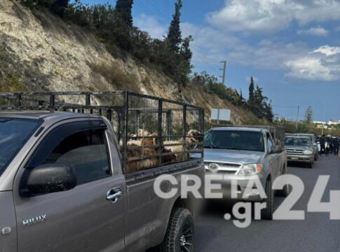 Το κυκλοφοριακό «έμφραγμα» στον ΒΟΑΚ, τα φορτωμένα αγροτικά με αμνοερίφια και οι έλεγχοι που έβγαλαν… λαβράκι