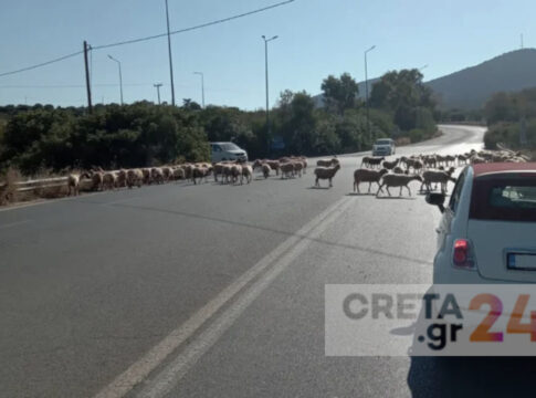 Tροχαίο με πρόβατα στον ΒΟΑΚ | Συνελήφθη ο βοσκός
