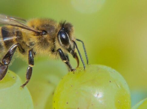 Ξεκίνησαν οι αιτήσεις για τις δράσεις του Μελισσοκομικού Προγράμματος