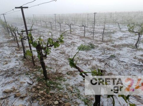 Ζημιές από τη χαλαζόπτωση στη Μεσαρά: Ξεκινήσαν οι αυτοψίες από κλιμάκια του ΕΛΓΑ – Χριστούγεννα… και βλέπουμε για τις αποζημιώσεις