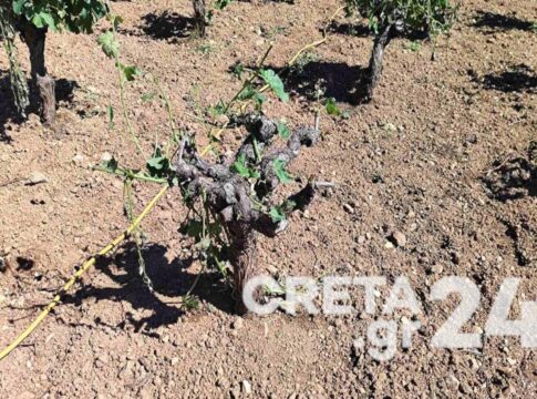 Αναγγελία ζημιάς (ανεμοθύελλα) από τον ΕΛΓΑ σε καλλιέργειες στις Δ.Ε. Ακρωτηρίου, Ελ. Βενιζέλου, Θερίσου, Κεραμιών, Σούδας και Νέας Κυδωνίας του Δήμου Χανίων