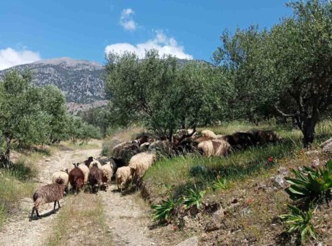 «Η αγανάκτηση έχει ξεχειλίσει εδώ και καιρό» – Ένα ολόκληρο χωριό καταγγέλλει κτηνοτρόφο στη Μεσαρά