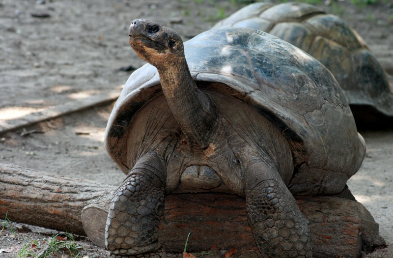 ΗΠΑ: Χελώνες Γκαλαπάγκος έγιναν για πρώτη φορά γονείς σε ηλικία 100 ετών