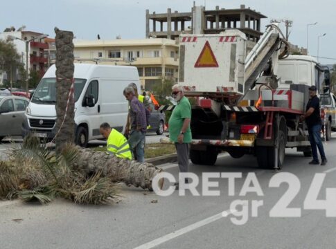 Ηράκλειο: Κινητοποίηση για επικίνδυνο φοίνικα στην παραλιακή λεωφόρο – Εικόνες