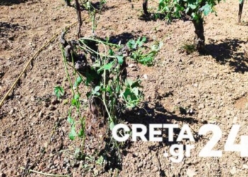 Κρήτη: Οι ισχυροί νοτιάδες εξαφάνισαν τα μελίσσια, κατέστρεψαν αμπέλια και ελιές – Εικόνες