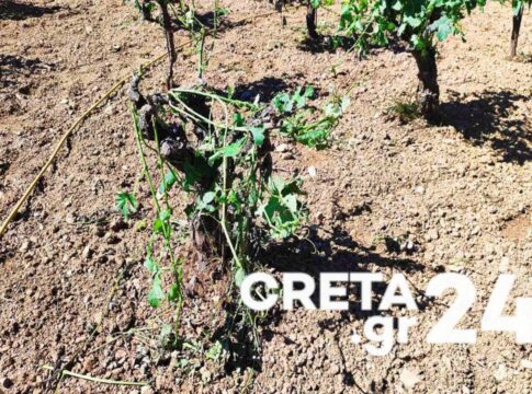 Κρήτη: Οι ισχυροί νοτιάδες εξαφάνισαν τα μελίσσια, κατέστρεψαν αμπέλια και ελιές – Εικόνες