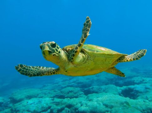 Κρήτη: Σκότωσαν και διαμέλισαν χελώνα Caretta Caretta
