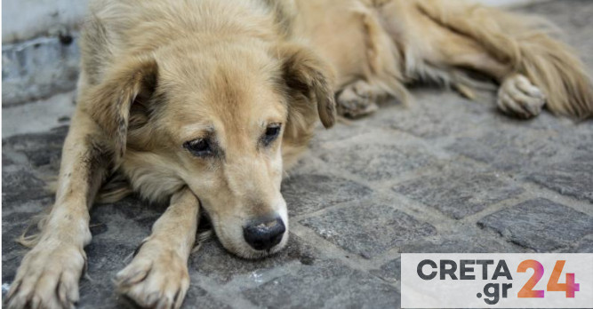 Πρόστιμα άνω των 100.000 ευρώ στην Κρήτη για παραβάσεις προστασίας των ζώων – Συνεχίζονται οι έλεγχοι από την αστυνομία