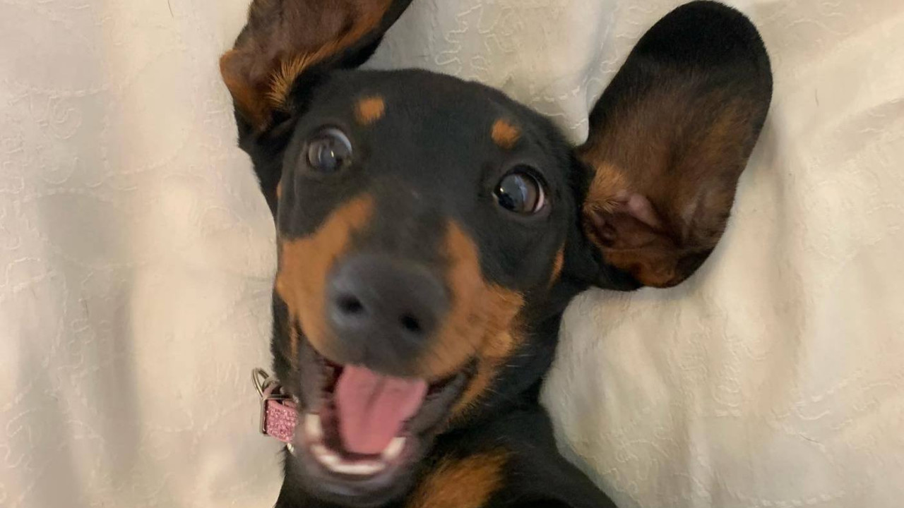 Σκυλίτσα- «λουκάνικο» επιβίωσε έχοντας χαθεί για 500 μέρες στην έρημο της Αυστραλίας