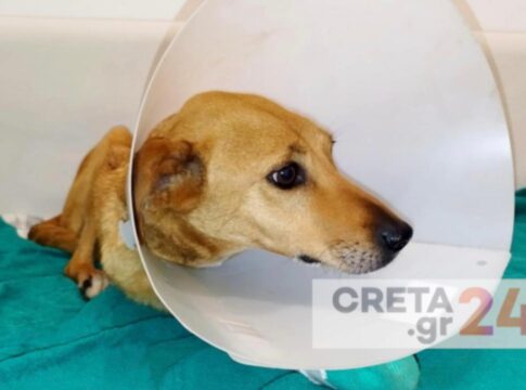 Σοκαριστική κτηνωδία στο Ηράκλειο – Άγρια κακοποίηση και πυροβολισμός σκύλου