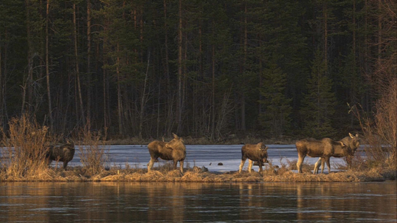 Σουηδία: Εκατομμύρια άνθρωποι παρακολουθούν την ετήσια μετανάστευση ελαφιών