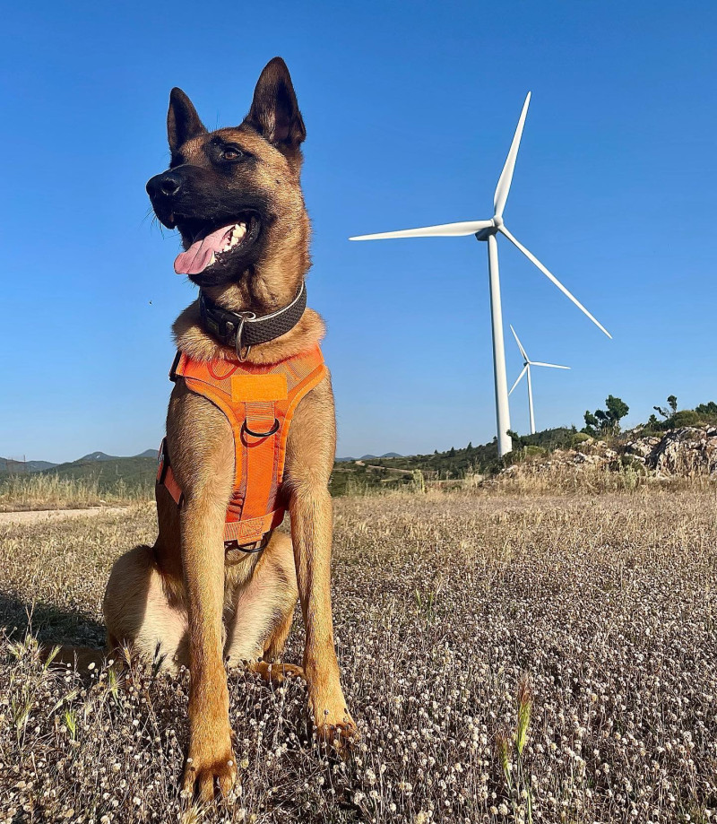Θεσσαλονίκη: Σκύλοι ανιχνεύουν νυχτερίδες σε αιολικά πάρκα και σκαθάρια σε σπήλαια