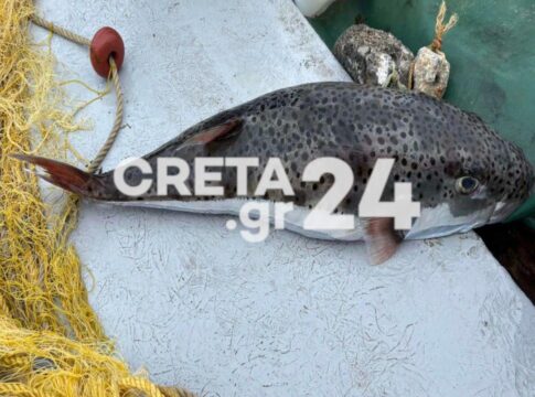 Βγαίνουν για ψάρεμα και πιάνουν μόνο λαγόψαρα – Νέες ανακοινώσεις Τσιάρα από το Ηράκλειο για τους θαλάσσιους εισβολείς