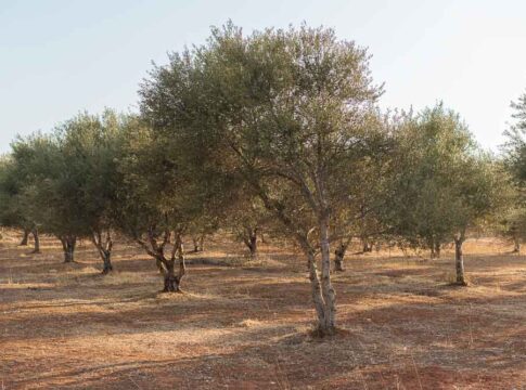 Χανιά: Ενημέρωση ελαιοπαραγωγών σχετικά με την υποχρεωτική υποβολή δήλωσης συγκομιδής ελαιοκάρπου